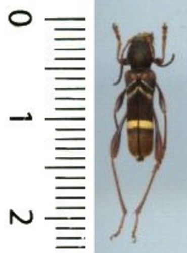 Cerambycidae cyrtoclytus - cerambycidae,