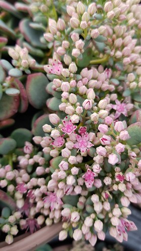 Sedum sieboldii bright - 'bright, pink