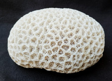 Corail blanc 1.275 kg