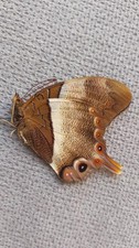 insecte entomology lepidoptere
