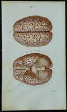 1852 - Planche anatomie
