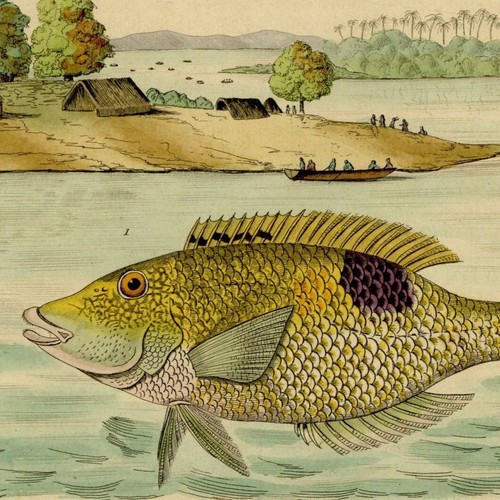 Décoration poisson labre - décoration,