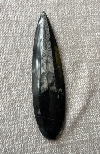 Orthoceras fossile pierre - fossile, en