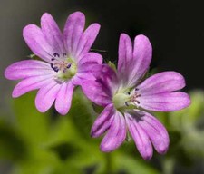 10 Graines de Geranium