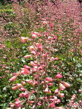 ♫ HEUCHERE, Désespoir du Peintre ♫ Graines ♫ Plante Mellifère Ornementale Vivace