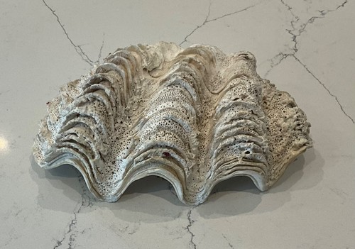 Coquillage benitier ancien - benitier, de