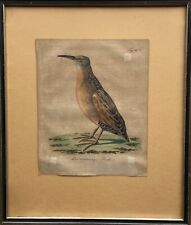 Gravure sur Cuivre La Rotbrüstige Ralle Oiseaux Ornithologie Décoration Animaux