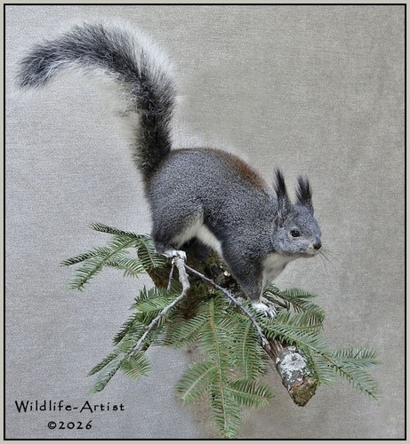 Aberts squirrel taxidermy - squirrel,