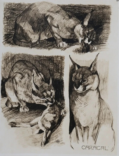 Mathurin meheut le - :, caracal
