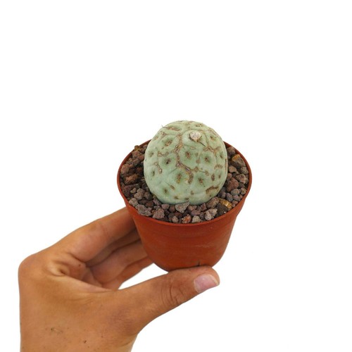 Tephrocactus geometricus with - geometricus,