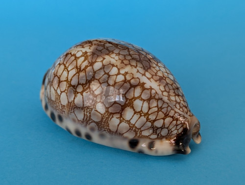 Cypraea histrio gem - cypraea,