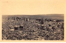 CONGO - SAN53921 - Mines d'or de Kilo Moto - Récolte de maïs à N'Dele