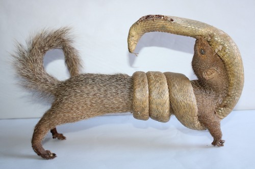 Taxidermie mangouste cobra - taxidermie,, et