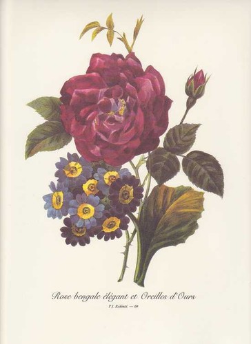 Rose rouge bleu primevères - bleu,