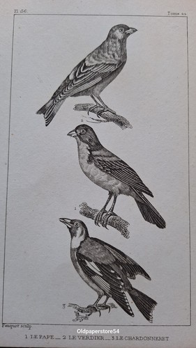 Gravure buffon oiseau - oiseau:, le