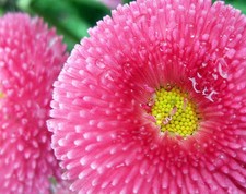 20 graines de PAQUERETTE