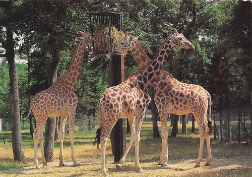 Peaugres safari parc - 7,