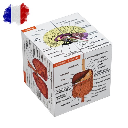 Cube étude anatomie - cube, d'étude