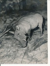 Taxidermie c. 1950 - Photo