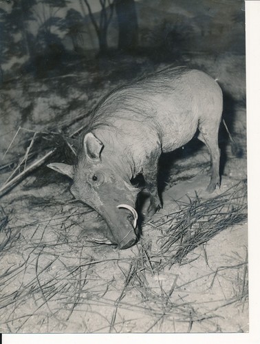 Taxidermie 1950 photo - 1950,