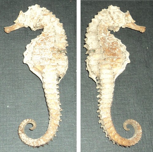 Rare ancien hippocampe