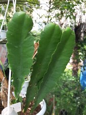 épiphyllum Lily Dache