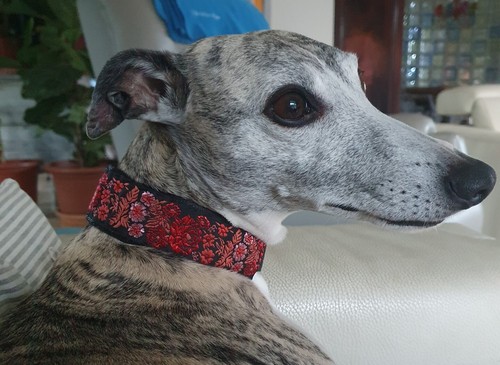 Collier pour chien lévrier - pour,