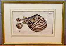 Gravure ancienne poisson globe