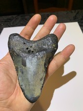 Dent fossile de Megalodon USA (11,2 cm) – 100% naturelle / Megalodon Fossil Toot