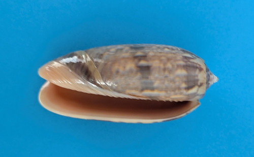 Oliva lamberti - , (miniaceoliva)