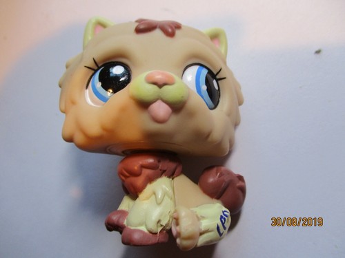 Petshop chien chow - chien,