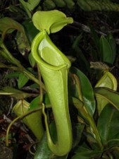 NEPENTHES CHANIANA - PLANTE
