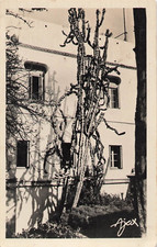 CP ALGERIE ? HOPITAL MAILLOT EUPHORBE GEAN D'ABYSSINIE - 27852