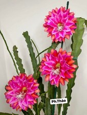 Epiphyllum KIWI TREASURE BOX -