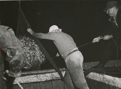 Australia night fishing - australia,