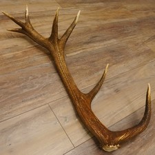 Rothirsch Tige 14 Édition