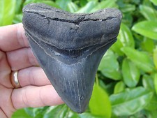 3.79inch megalodon shark tooth