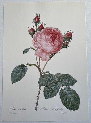 Botanique rosier cent - à,