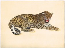 Animal Peinture Miniature De