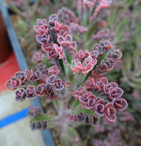 Kalanchoe pink butterfly - butterfly, 15