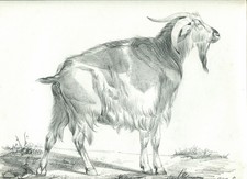 Portrait de chèvre - Dessin