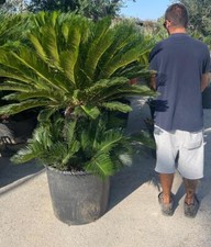 PLANTE CYCAS CICAS PALMA NANA