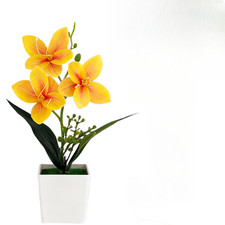 Plante en pot pour orchidée