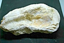 HUÎTRE FOSSILE DE ROGNES