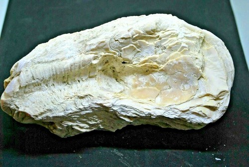 Huître fossile rognes - de,