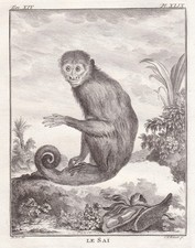Singe Capucin Colombien Singe