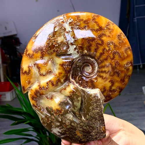 45lb rare natural tentacle - rare!,