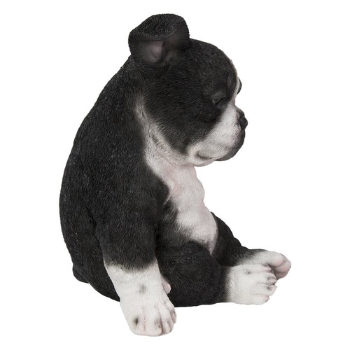 Sleepy boston terrier puppy - sleepy,