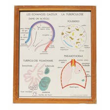 Affiche pédagogique scolaire