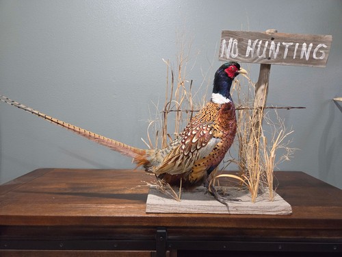 Standing pheasant mount with - standing,